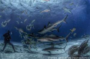 Watching the Sharks go by at Tiger Beach by Steven Anderson 